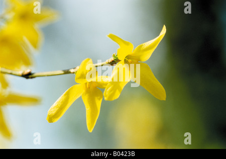 Forsythie Forsythia intermedia Forsythien Forsythien Goldflieder Goldgloeckchen de Paris Stockfoto