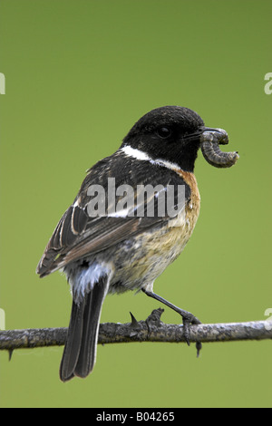 Schwarzkehlchen Schwarzkehlchen Saxicola torquata Stockfoto