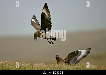 Great Skua Stercorarius Skua ein Vogel sitzt auf Moorland s Nistplatz im Flug gegen einen anderen zu verteidigen Stockfoto