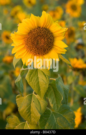 Blüte einer Sonnenblume in ein ganzes Feld von Blumen im letzten Abendlicht Baden-Württemberg Deutschland Stockfoto