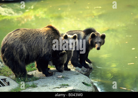 Europäischer Braunbär mit jungen Ursus Arctos Braunbaer Stockfoto