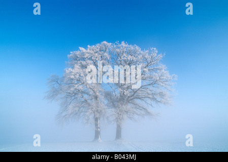 Europäische Eiche Oaktree im tiefen winter Stockfoto