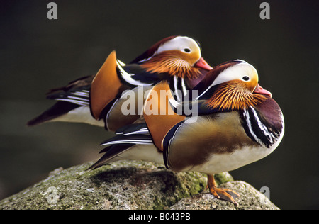 Mandarinente Aix Galericulata Mandarinente Stockfoto