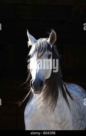 Pura Raza Espanola Pre Andalusier andalusischen Pferd Andalusierhengst Hengst männlichen Hengst Stockfoto