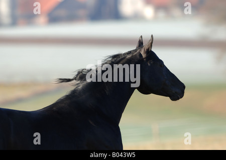 Schwarzes Quarter Horse schwarze Quarterhorse Stockfoto