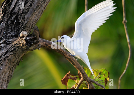 Feenseeschwalbe Gygis Alba weiße Tern Vogel Insel Seychellen Stockfoto