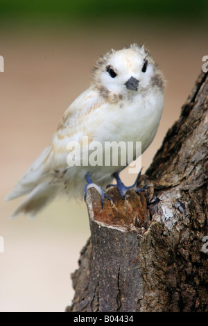 Feenseeschwalbe Gygis Alba weiße Tern Vogel Insel Seychellen Stockfoto