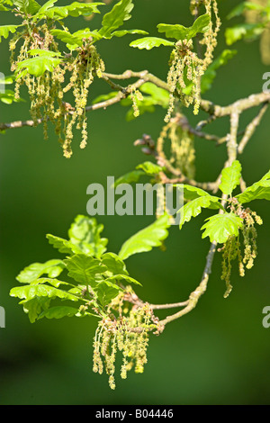 Eiche Oaktree Roble Chene Quercus Mistel Stockfoto