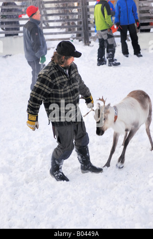 Rangifer Tarandus Rentier Rasse Kultur Lappland Stockfoto