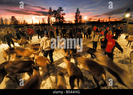 Rentierzucht in Lappland, Schweden (Rangifer Tarandus) Stockfoto