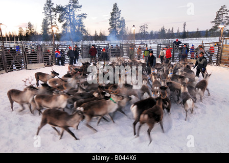 Rentierzucht in Lappland, Schweden (Rangifer Tarandus) Stockfoto