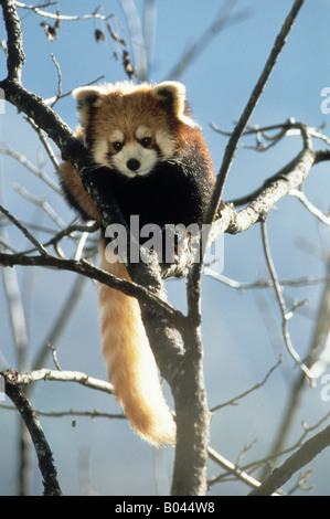 Kleine Pandas (Ailurus Fulgens) Wolong Tal Himalaya China Stockfoto