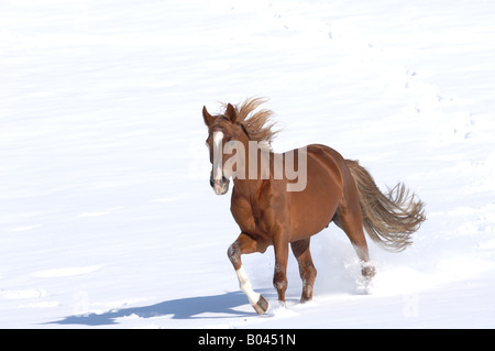 Buchstabenform Vollblutpferd russische Thouroghbred Vollblutaraber russischer Arabisches Vollblut Stockfoto