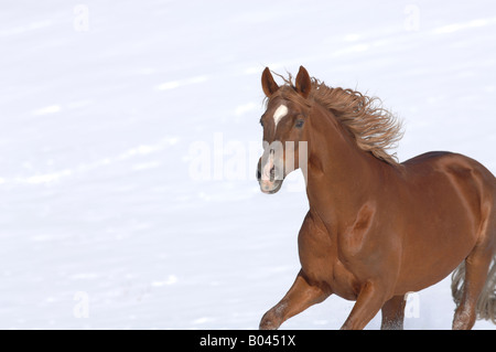 Buchstabenform Vollblutpferd russische Thouroghbred Vollblutaraber russischer Arabisches Vollblut Stockfoto