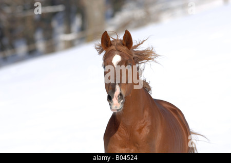 Buchstabenform Vollblutpferd russische Thouroghbred Vollblutaraber russischer Arabisches Vollblut Stockfoto