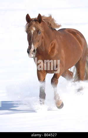 Buchstabenform Vollblutpferd russische Thouroghbred Vollblutaraber russischer Arabisches Vollblut Stockfoto