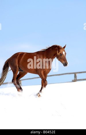 Buchstabenform Vollblutpferd russische Thouroghbred Vollblutaraber russischer Arabisches Vollblut Stockfoto