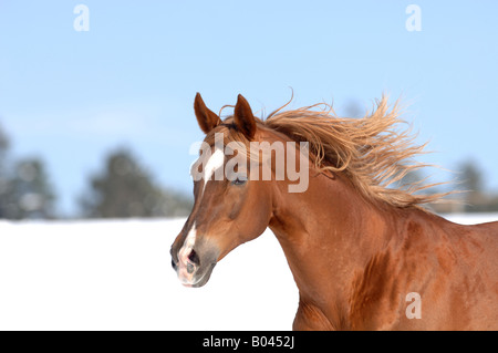 Buchstabenform Vollblutpferd russische Thouroghbred Vollblutaraber russischer Arabisches Vollblut Stockfoto