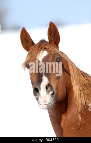 Buchstabenform Vollblutpferd russische Thouroghbred Vollblutaraber russischer Arabisches Vollblut Stockfoto