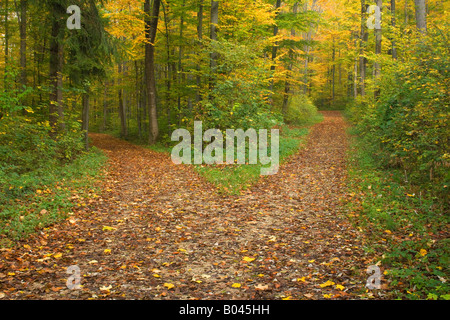 am Scheideweg Wald trennt die Straße von einer von zwei Straßen, die jeweils in verschiedene Richtungen sch.ools.it Alb Deutschland führt Stockfoto
