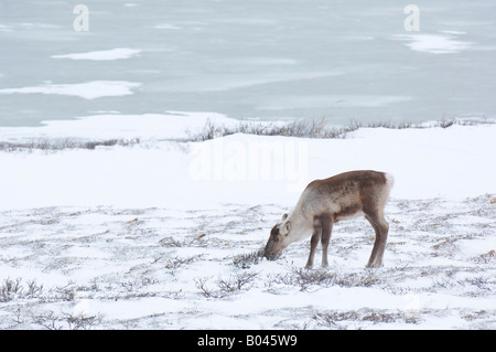 Caribout Essen Grass, Churchill, Manitoba, Kanada Stockfoto