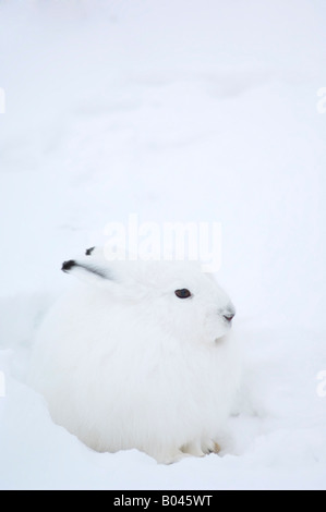 Schneehase im Schnee Stockfoto