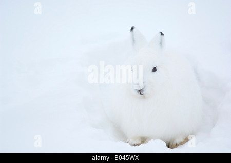 Schneehase im Schnee Stockfoto