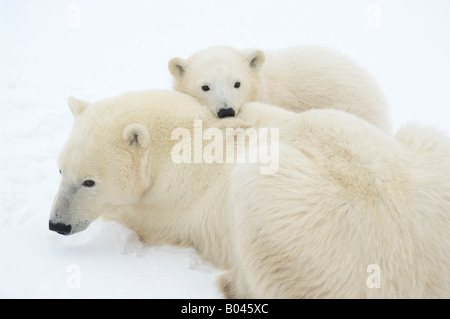 Eisbären drängten sich im Schnee Stockfoto