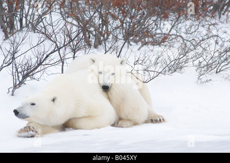 Eisbären drängten sich im Schnee Stockfoto