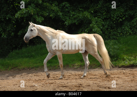 Schimmelpferd Schimmel grau grau Pferd Pferd Schimmel Stockfoto