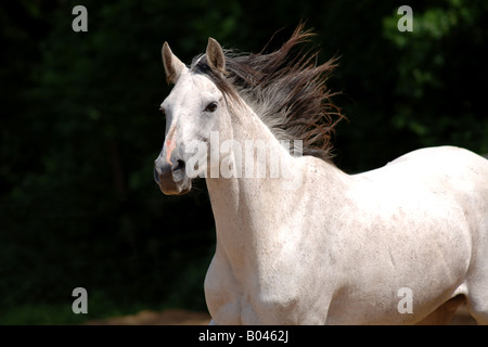 Schimmelpferd Schimmel grau grau Pferd Pferd Schimmel Stockfoto