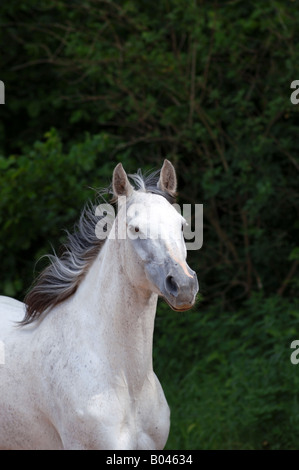 Schimmelpferd Schimmel grau grau Pferd Pferd Schimmel Stockfoto