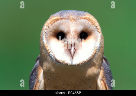 Schleiereule gemeinsame Schleiereule Tyto alba Stockfoto