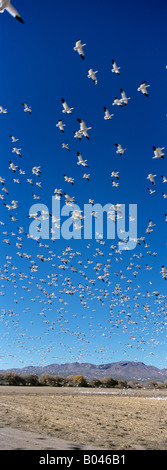 Schnee Gänse Anser Caerulescens Kraniche Grus Canadensis Bosque del Apache New-Mexico-USA Stockfoto