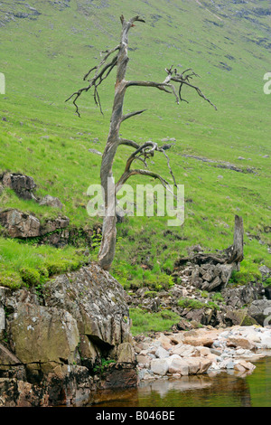 Scots Kiefer Pinus Sylvestris Skelett eines einzigen alten Exemplar wächst entlang Fluß Etive Glen Etive nahe Glencoe Highlands Stockfoto