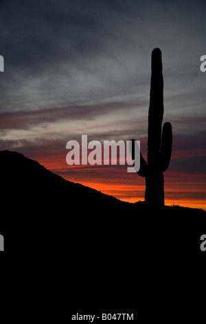 Palo Verde Arizona A Saguaro Kaktus ist gegen den Sonnenuntergang in der Sonora Wüste Silhouette. Stockfoto