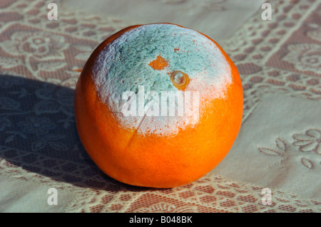 Schimmel wächst auf einer Orange. Stockfoto