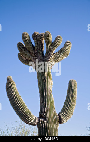 Sahuarita Arizona A seltene crested Saguaro Kaktus wächst in der Sonora-Wüste Stockfoto