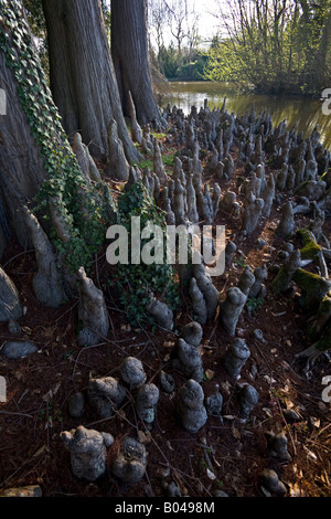 Sumpfzypresse Luftwurzeln an einem Fluss (Frankreich). Luftwurzeln Cyprès de Chauve (Taxodium Ascendens) au Bord d ' une Rivière. Stockfoto