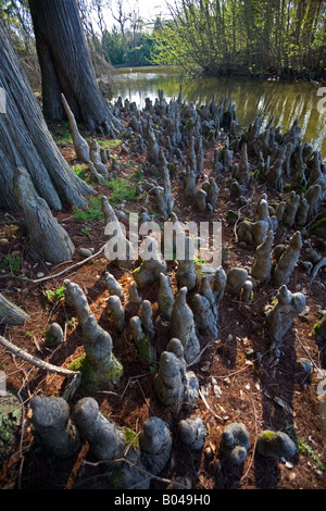 Sumpfzypresse Luftwurzeln an einem Fluss (Frankreich). Luftwurzeln Cyprès de Chauve (Taxodium Ascendens) au Bord d ' une Rivière. Stockfoto