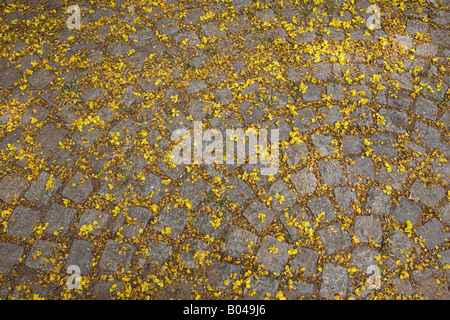 Blumen auf Pflastersteine Stockfoto