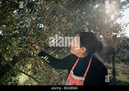 Reife Frau Oliven Stockfoto