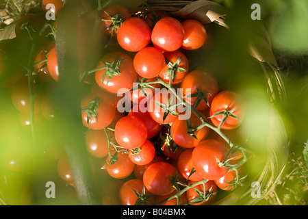 Tomaten auf einem Weinstock Stockfoto