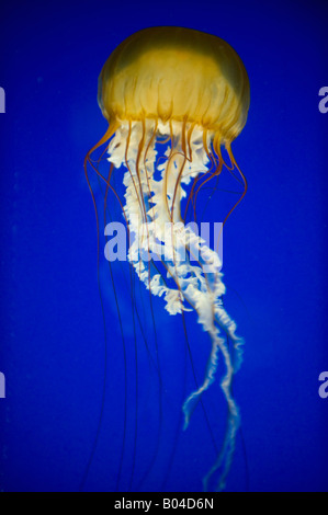 Pazifischen Meer Brennnessel (Chrysaora Fuscescens) Oregon Coast Aquarium, Newport, OREGON Stockfoto