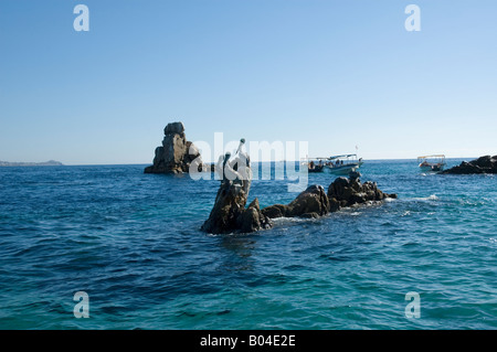 Pelikane auf einem Felsen in der Nähe von Los Arckos Cabo San Lucus Stockfoto