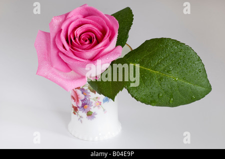 Einzigen rosa Rose in einem kleinen blühenden Behälter Stockfoto