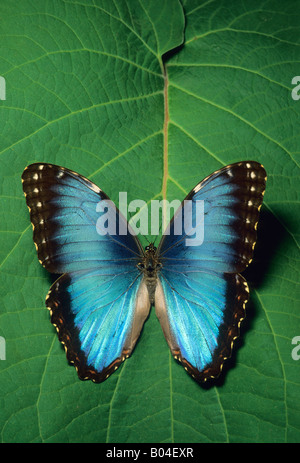 Morpho Schmetterling (Morpho Peleides) COSTA RICA Stockfoto