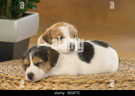 Jack Russell Terrrier - zwei Welpen am Korb liegen Stockfoto