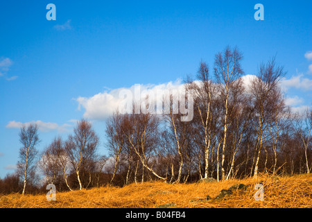 Silver Birch Bäume im Bolehill Wood einen stillgelegten Steinbruch Stockfoto