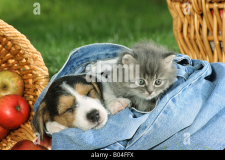 Jack Russell Terrier Welpen und Kätzchen in jeans Stockfoto